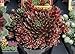 Cinnamon Starburst Hens & Chicks - Sempervivum-Indoors/Out - 4" Pot-Chick Charms