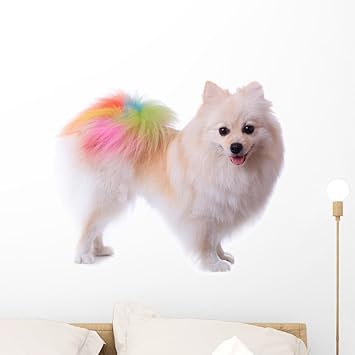 rainbow pomeranian