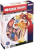 Famemaster 4D-Vision Human Female Reproductive Anatomy Model