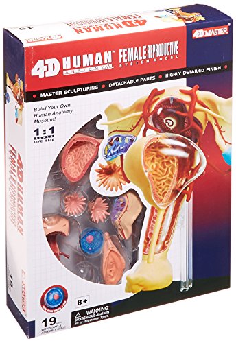 Famemaster 4D-Vision Human Female Reproductive Anatomy Model