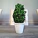 Preserved Boxwood Cone Shaped Topiary in Clay Pot