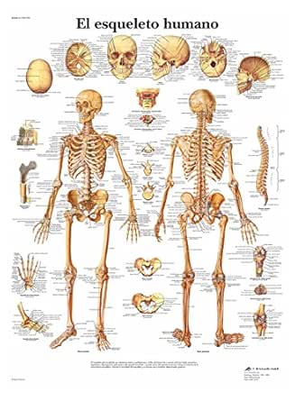 3b Scientific 1001799 Vr3113l Poster Anatomico El Esqueleto Humano Amazon Es Industria Empresas Y Ciencia
