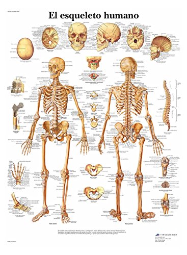 3B Scientific Printed in Paper, The Human Skeleton, 1