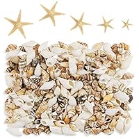 Yexpress 186 pcs Mini Tiny Sea Shells Mixed Ocean Beach Seashells, Natural Starfish for Home Decorations, Beach Theme Party, Candle Making, Wedding Decor, DIY Crafts, Fish Tank and Vase Filler