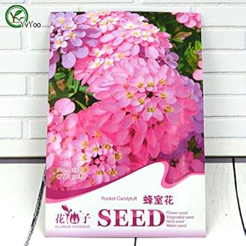 Amazon 高品質イベリスアマラ種子盆栽フラワー種子鉢植え植物花50粒子 バッグe014 花