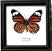 INSECTFARM Framed Real Common Tiger Butterfly Collection Display Insect Taxidermy