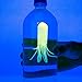 Glow in the Dark SQUIDY Cartesian Diver