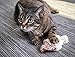 Petlinks Fresh Catch Refillable Plush Cat Toy with Catnip Tube - Tan, One Size
