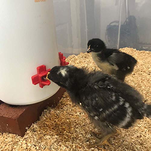 Backyard Barnyard 12 Pack-Poultry Water Nipple Automatic Horizontal Side Mount Clean Drinker for Chicken Duck Quail
