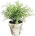 Silk Road Home Light Green Boxwood 10 Inch Artificial Topiary Plant in Faux Stone Pot