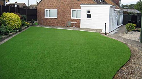 Seedscare India Carpet Grass Seed (1000 Seed Pack)
