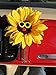 VW Beetle Flower - Sunflower with Yellow Glasses