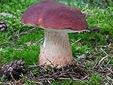 25 G Dry any seeds infected of spores Boletus Pinophilus Penny Bun Porcino Mycelium Spawn