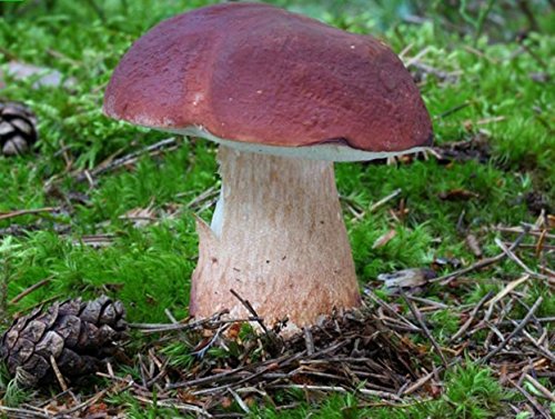 25 G Dry any seeds infected of spores Boletus Pinophilus Penny Bun Porcino Mycelium Spawn