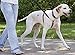 FAIRWIN Leather Dog Leash 6 Foot - Dog Training Leash Heavy Duty Dog Lead for Large Medium Small Dogs (M - 6 ft x 5/8 inch, Reddish Brown)
