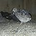 Jumbo Brown Coturnix, Jumbo Texas,tibetan Quail 24+ Hatching Eggs Pluss 5 Free
