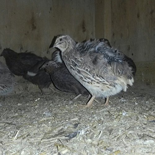 Jumbo Brown Coturnix, Jumbo Texas,tibetan Quail 24+ Hatching Eggs Pluss