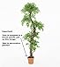 EPESTOEC 6FT Artificial Ficus Silk Tree (70in) with Plastic Nursery Pot, Fake Plant for Living Room Balcony Corner Decor,Indoor-Outdoor Use