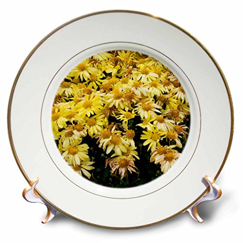 3dRose cp_206957_1 New York Cooperstown Farmers Museum Decorative Pumpkin Display Porcelain Plate, 8"