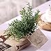 HC STAR Artificial Plant Potted Mini Fake Plants Indoor Pot for Fake Potted Plants Decorative Lifelike Artificial Plants & Flower Green Plants for Farmhouse Office Bathroom Shelf Desk Table Home Decor