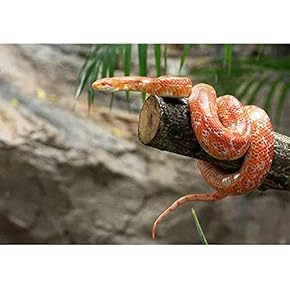 Corn Snake on a Branch - Removable Wall Mural | Self-Adhesive Large Wallpaper - 66x96 inches