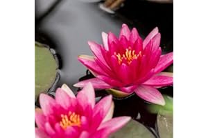 CHALILY Rembrandt Live Perennial Water Lily Perfect Pond Plant Pre Grown Bare Root Waterlily Outdoor Koi Pond or Container Ponds Lillies pregrown Lilly pad
