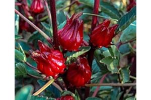 Roselle Hibiscus Sabdariffa Plant Seeds Pack of 50 : Seeds in The Packet