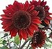 Heirloom 100 Seeds Helianthus Sunflower Jerusalem Artichoke Sunroot Red Flower Bulk Seeds B4073