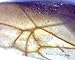 Celestron 44302 Deluxe Handheld Digital Microscope 2MP