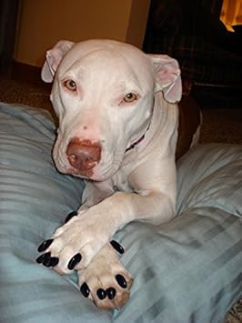 soft paws nail caps for dogs