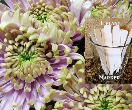 Purple Yellow Chrysanthemum 400+ Seeds 1/2 oz wt (Asteraceae) Upc 650327337848 + 1 Free Plant Marker