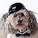 Helmet for Dogs, Cats and All Small Pets, Pet Accessory - Bad to the Bone for small dogs 5-10 lbs.