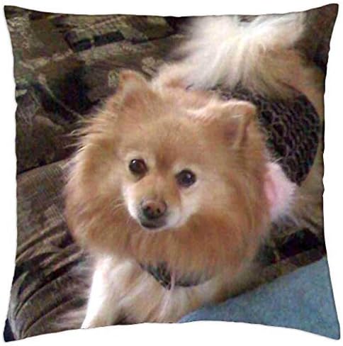 Fornate sugarbear_pomeranian - Throw Pillow Cover Case