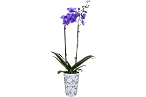 DecoBlooms Living Lilac Premium Double Stem Orchid Plant - 5 inch Blooms - Fresh Flowering Home Décor (DB00963)
