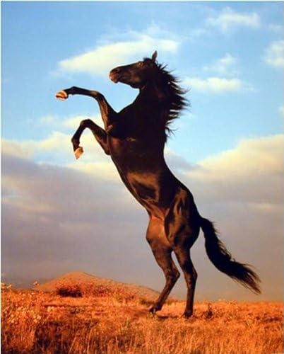 Amazon.com: Wild Black Stallion Horse Rearing Animal Wall Decor ...
