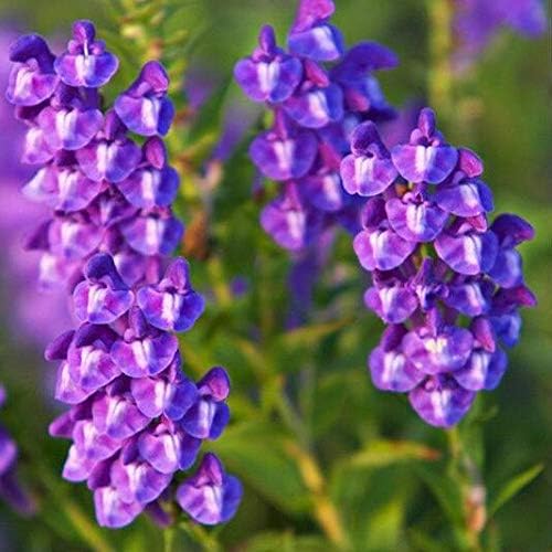 chinese skullcap