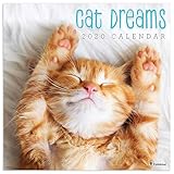 2020 Cat Dreams Wall Calendar by 