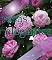 Livro rosas elegantes Volume 2