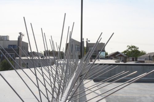 Bird-X Stainless Steel Bird Spikes, Covers 100 feet