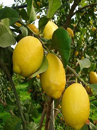 Pianta Di Limone Lunario O 4 Stagioni In Fitocella 2 Anni Di Eta Altezza 145cm Amazon It Giardino E Giardinaggio