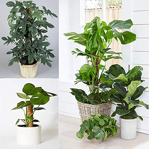 33 Inch Moss Pole(2PCS) - Totem Moss Poles for Climbing Plants - Coco Coir Moss Totem Poles Plant Stakes Coir Moss Stick - Support Climbing Indoor Plants to Grow Upwards