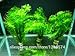 Promotion!!! 500 Seeds Mixed Aquarium Fish Tank Grass Seeds Water Aquatic Plant Seed