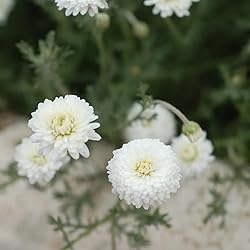 Aromatics International Chamomile Roman Essential