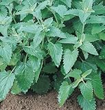 David's Garden Seeds Herb Catnip SSD916A (Green) 200 Organic Seeds