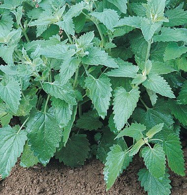 David's Garden Seeds Herb Catnip SL9166 (Green) 200 Non-GMO, Organic Seeds David's Garden Seeds Herb Catnip SL9166 (Green) 200 Non-GMO, Organic Seeds