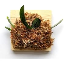 Amazon.com : Adult size orchid: Phalaenopsis Schilleriana ...