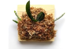 BLOOMIFY Adult size orchid: Phalaenopsis Schilleriana, Schiller's Phalaenopsis, Popular Pinky Flowers