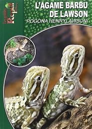 L' agame barbu de Lawson