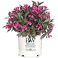 Proven Winners - Weigela florida Spilled Wine (Weigela) Shrub, pink flowers, #3 - Size Container