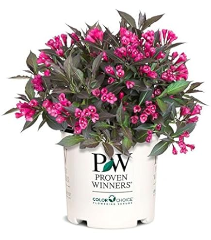 花卉23 61KB-dwGhHL._UF894,1000_QL80_.jpg